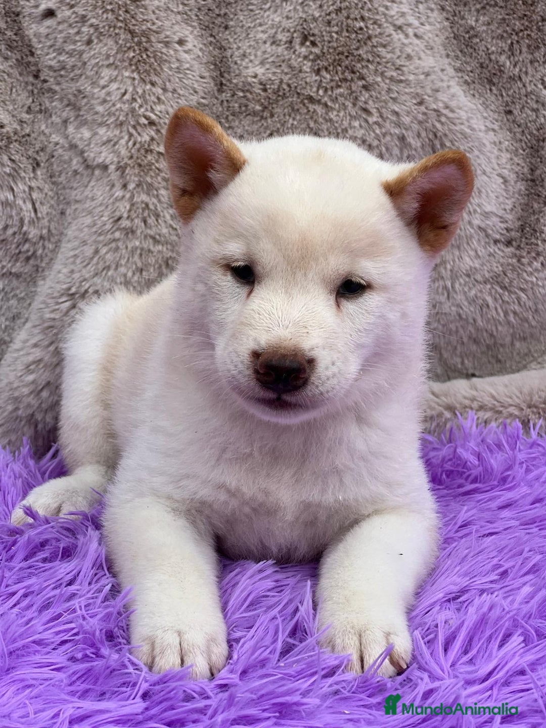 Shiba Inu perros en venta: CAMADA DE SHIBA INU DISPONIBLES - Imagen 2