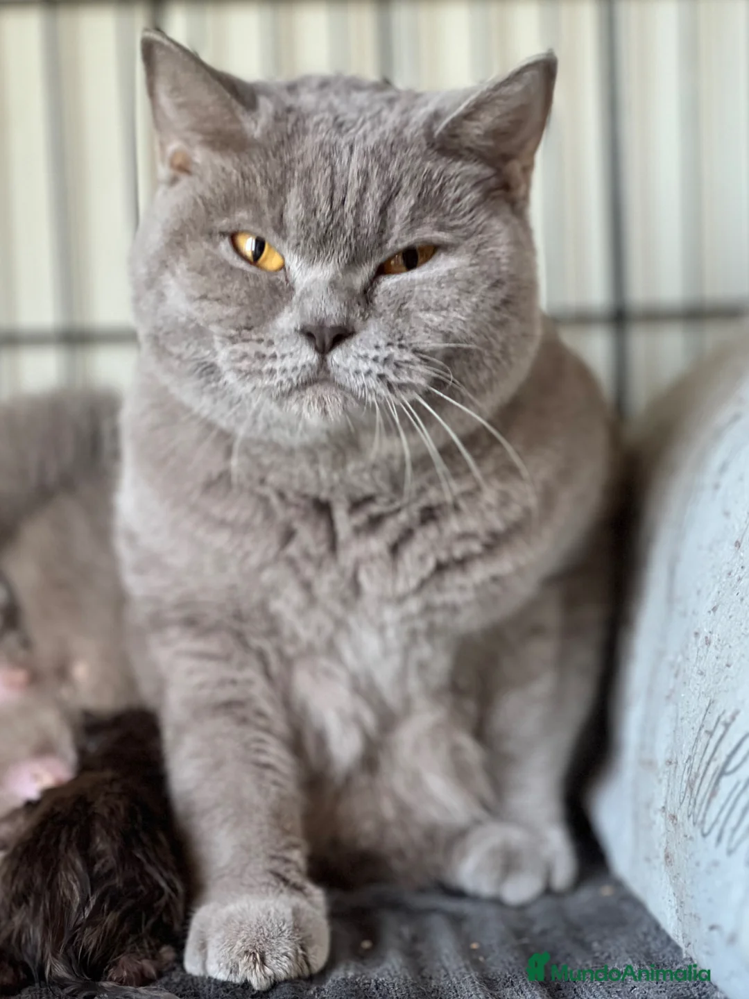Británico de Pelo Corto gatos en venta: PRECIOSO BRITISH SHORTHAIR LILAC  - Anuncio 5