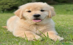 Golden Retriever perros en venta: GOLDEN RETRIEVER BONITOS - Anuncio 2