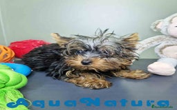 Yorkshire Terrier perros en venta: Yorkshire Macho CJMM 2435 AQUANATURA - Imagen 7