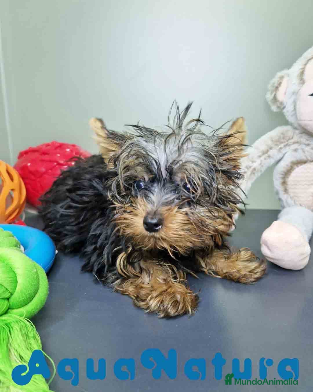 Yorkshire Terrier perros en venta: Yorkshire Macho CJMM 2435 AQUANATURA - Imagen 7