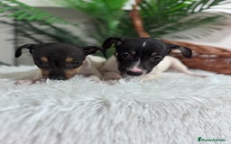 Ratonero Bodeguero Andaluz perros en venta: BODEGUERO MACHOS - Imagen 7