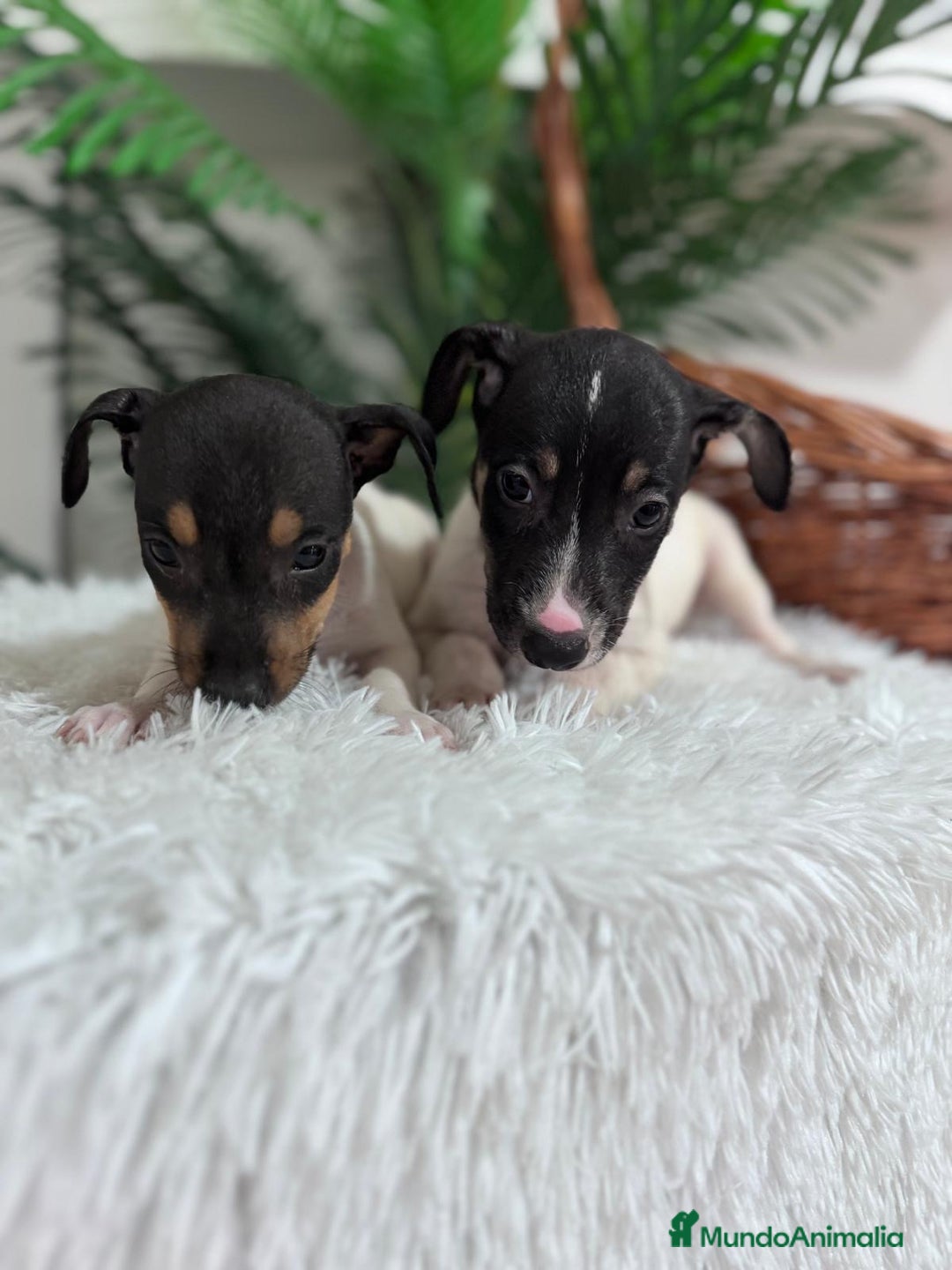 Ratonero Bodeguero Andaluz perros en venta: BODEGUERO MACHOS - Imagen 7