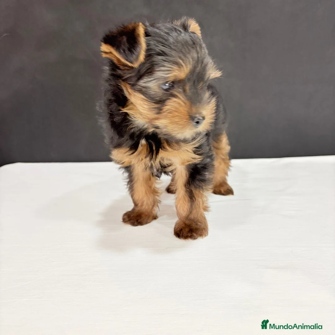 Yorkshire Terrier perros en venta: Yorkshire terrier  - Anuncio 2