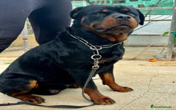Rottweiler perros en venta: ROTTWEILER cachorros - Imagen 30