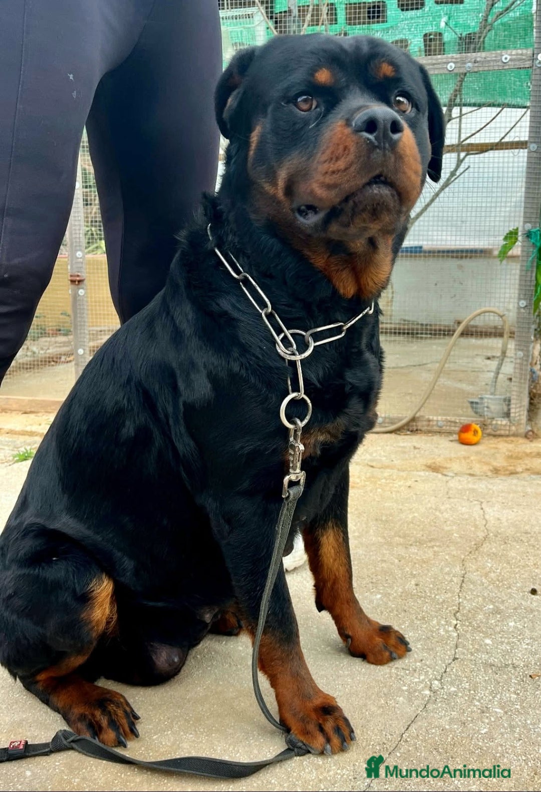 Rottweiler perros en venta: ROTTWEILER cachorros - Imagen 30