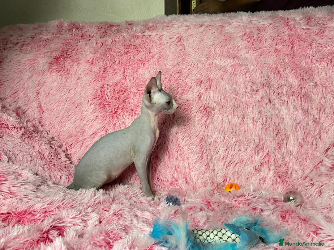 Sphynx gatos en venta: GATITA SPHYNX BLUE/BLANCO - Imagen 4