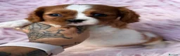 Cavalier King Charles Spaniel perros en venta: Camada de cavalier  - Anuncio 4