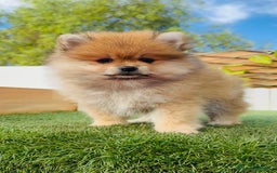 Pomerania perros en venta: POMERANIA MACHO - Imagen 5