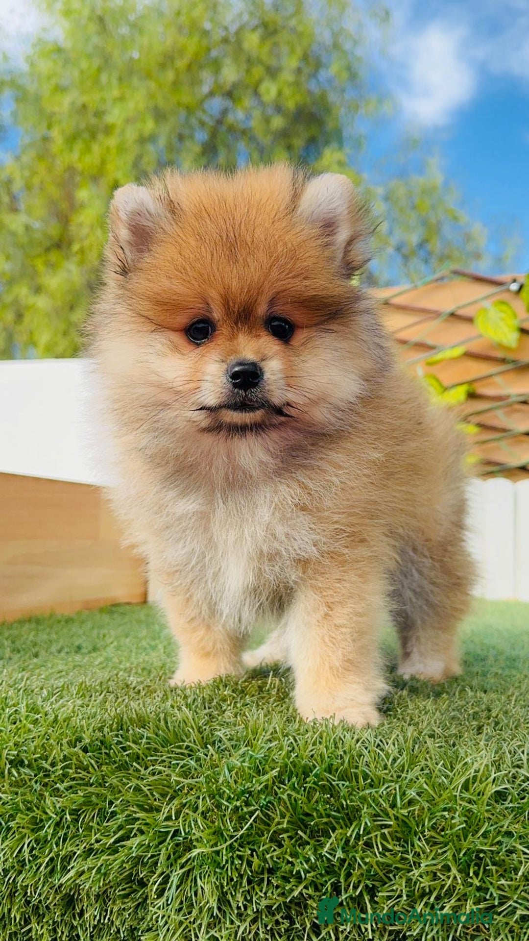 Pomerania perros en venta: POMERANIA MACHO - Imagen 5