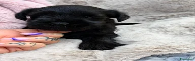 Schnauzer Miniatura 2