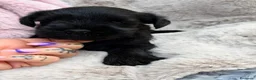 Schnauzer Miniatura perros en venta: SCHNAUZER MINIATURA NEGRO - Anuncio 2