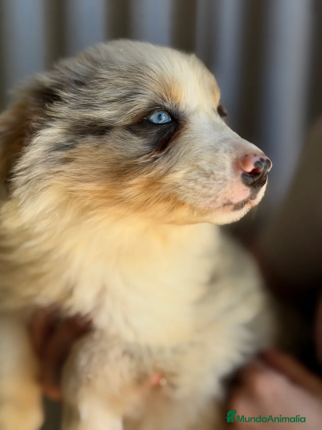 Border Collie perros en venta: Border collie Merle  - Anuncio 7