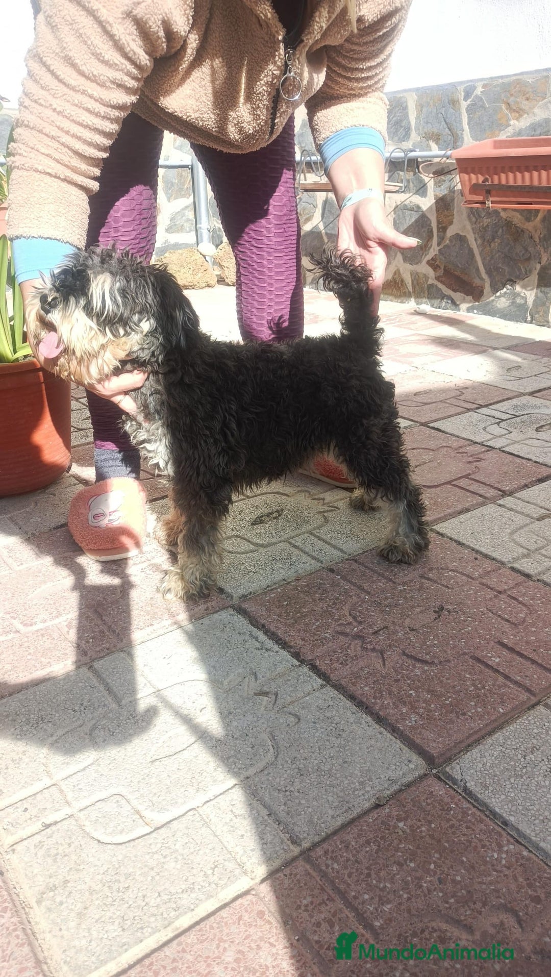 Schnauzer Miniatura perros en venta: Schnauzer mini - Anuncio 1