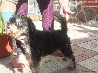 Schnauzer Miniatura perros Schnauzer mini - Anuncio 33