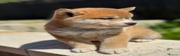 Shiba Inu perros en venta: SHIBA INU DISPONIBLES ROJOS - Anuncio 5