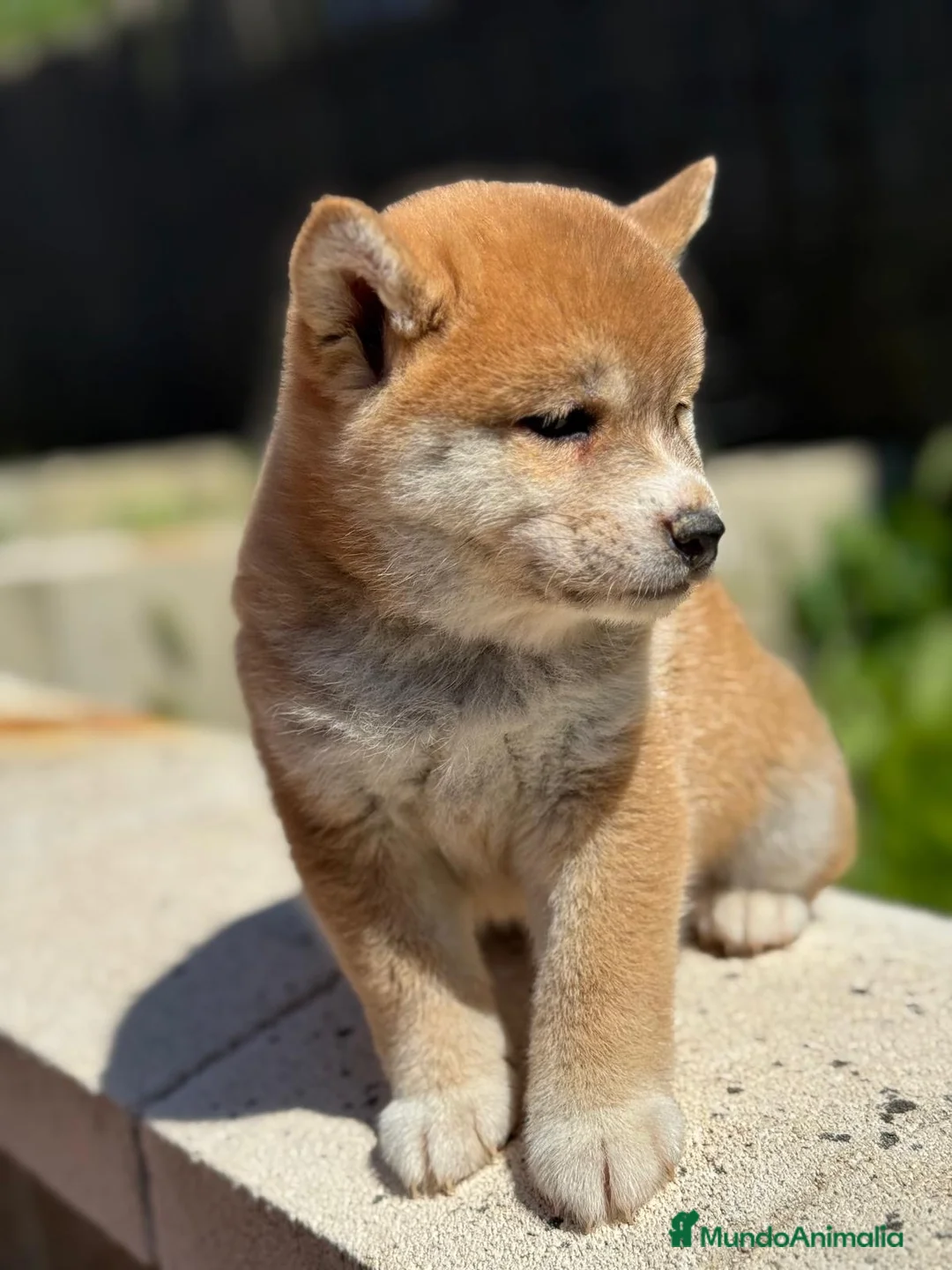 Shiba Inu perros en venta: SHIBA INU DISPONIBLES ROJOS - Anuncio 5