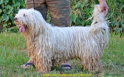 Perro de Agua Español perros en venta: CACHORRA, PERRO DE AGUA ESPAÑOL - Anuncio 9