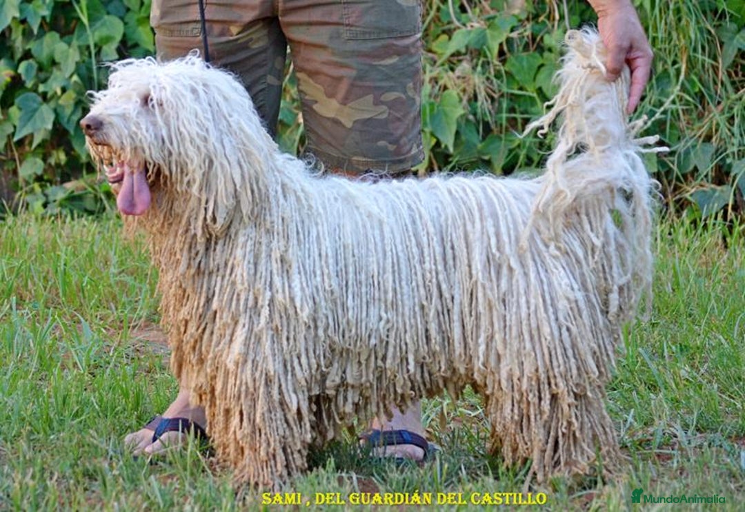 Perro de Agua Español perros en venta: CACHORRA, PERRO DE AGUA ESPAÑOL - Anuncio 9
