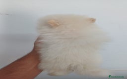 Pomerania perros en venta: Pomerania Mini  - Imagen 3