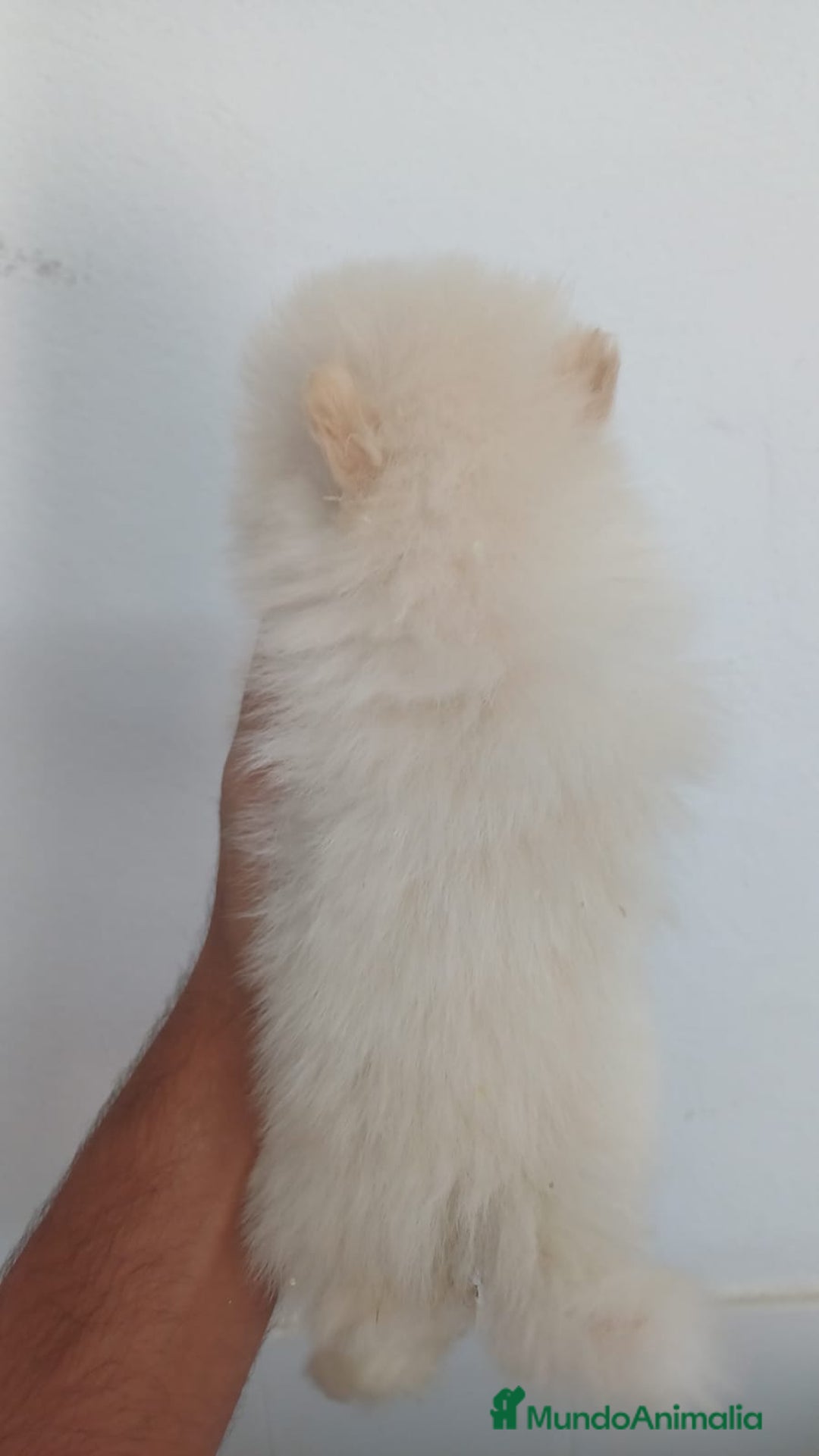 Pomerania perros en venta: Pomerania Mini  - Imagen 3
