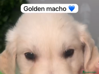 Golden Retriever perros Golden retriever macho - Anuncio 5
