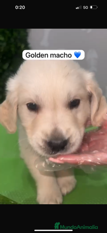 Golden Retriever perros Golden retriever macho - Anuncio 1