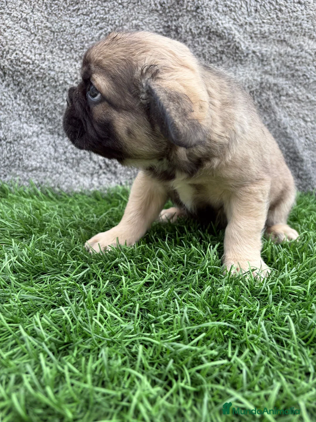 Bulldog Francés perros en venta: Cachorros Bulldog Frances Fluffy macho y hembra - Anuncio 21