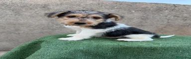 Fox Terrier de Pelo Duro 1