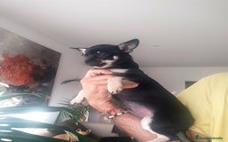 Chihuahua perros en venta: Chihuahuas  - Anuncio 11
