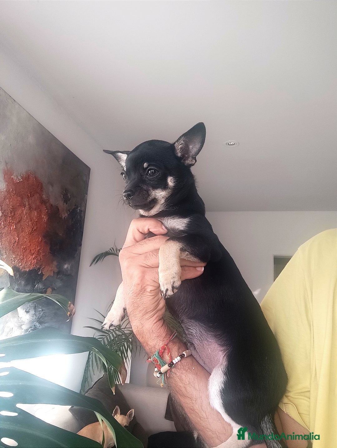 Chihuahua perros en venta: Chihuahuas  - Anuncio 11