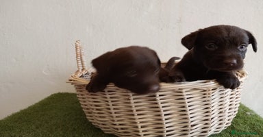 Labrador Retriever perros - Anuncio 9