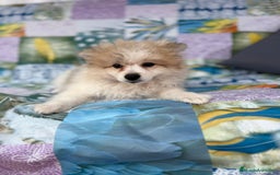 Pomerania perros en venta: Preciosa pomerania hembra - Imagen 7