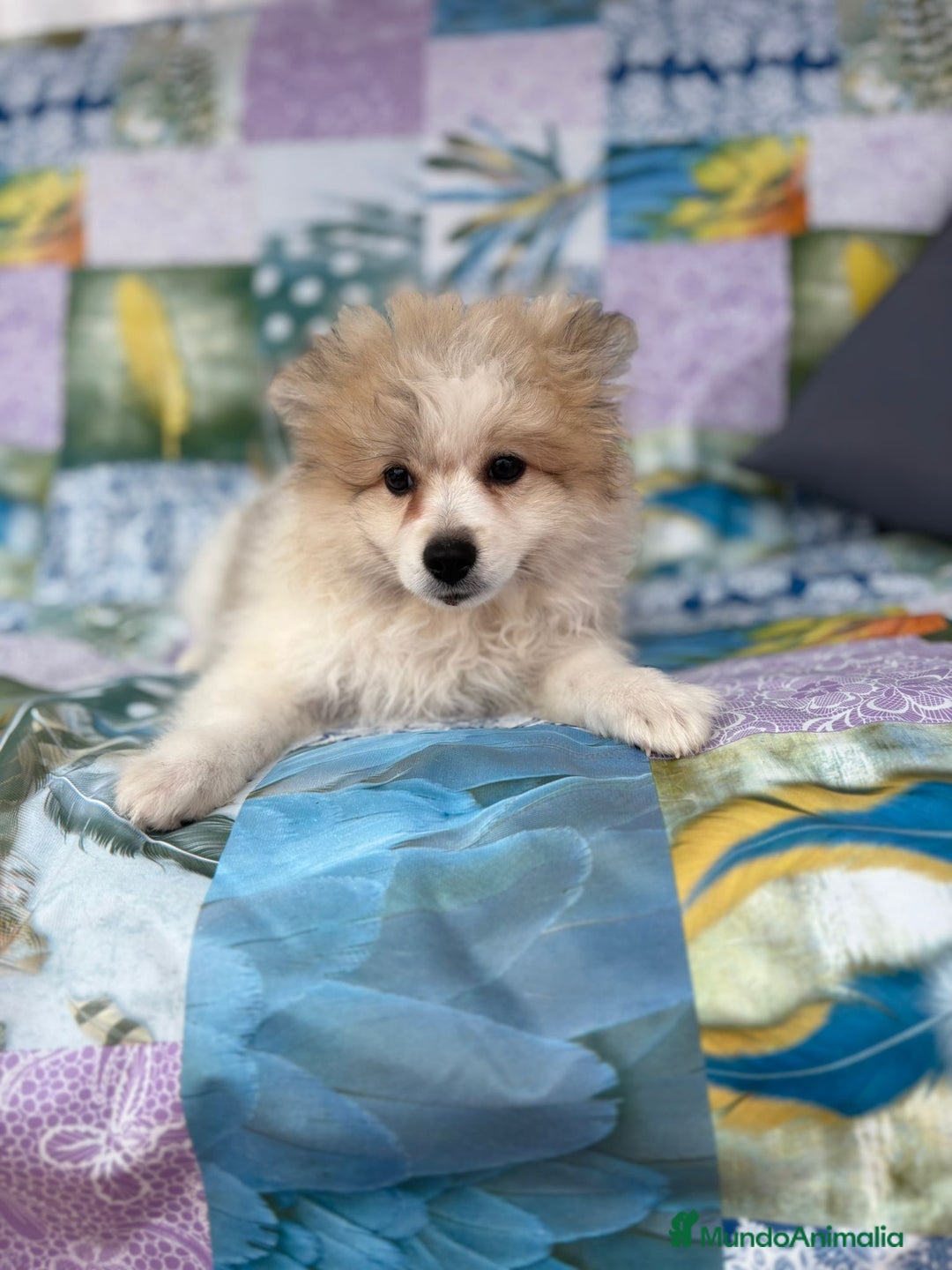 Pomerania perros en venta: Preciosa pomerania hembra - Imagen 7