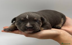 American Bully perros en venta: Cachorros de American Bully - Imagen 2