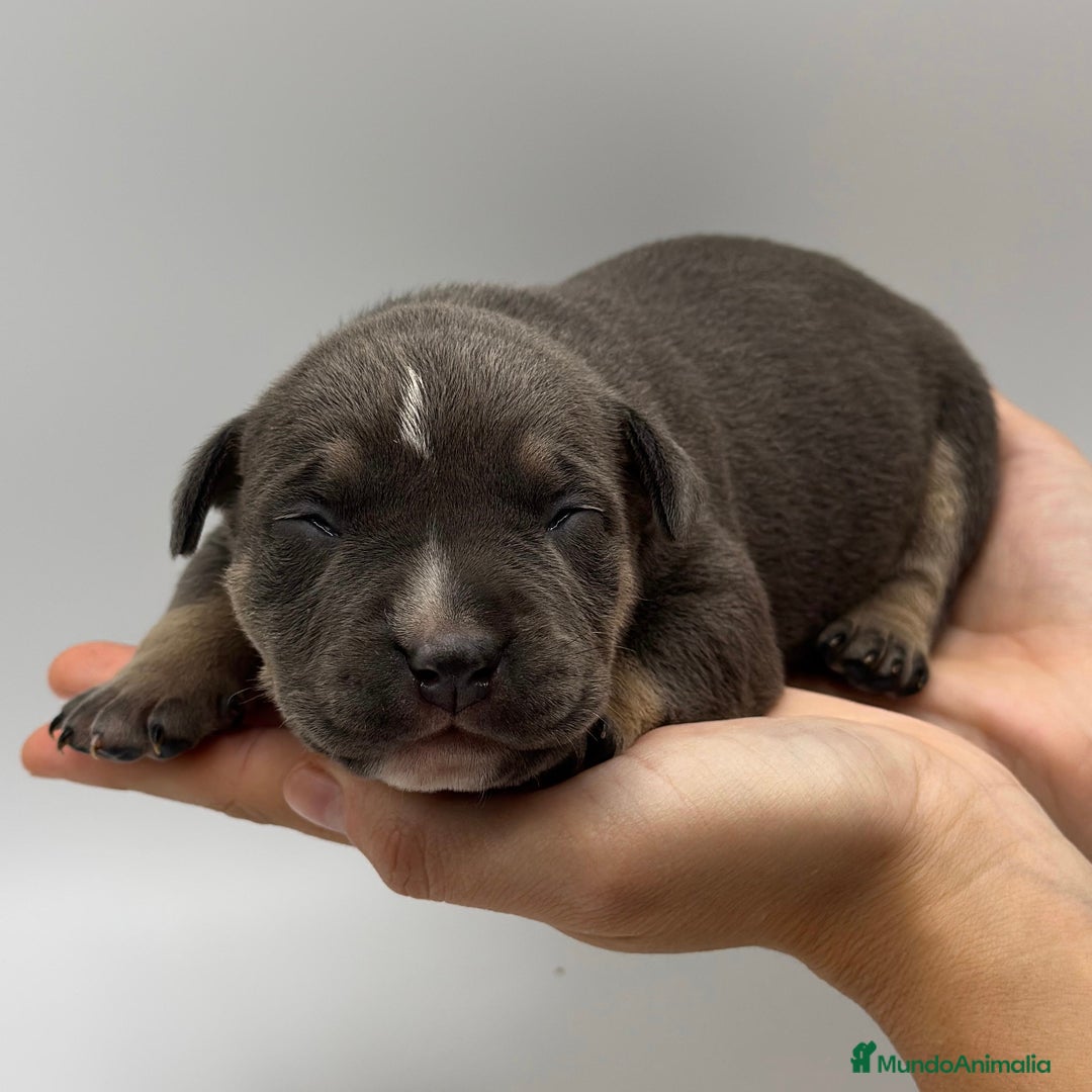 American Bully perros en venta: Cachorros de American Bully - Imagen 2
