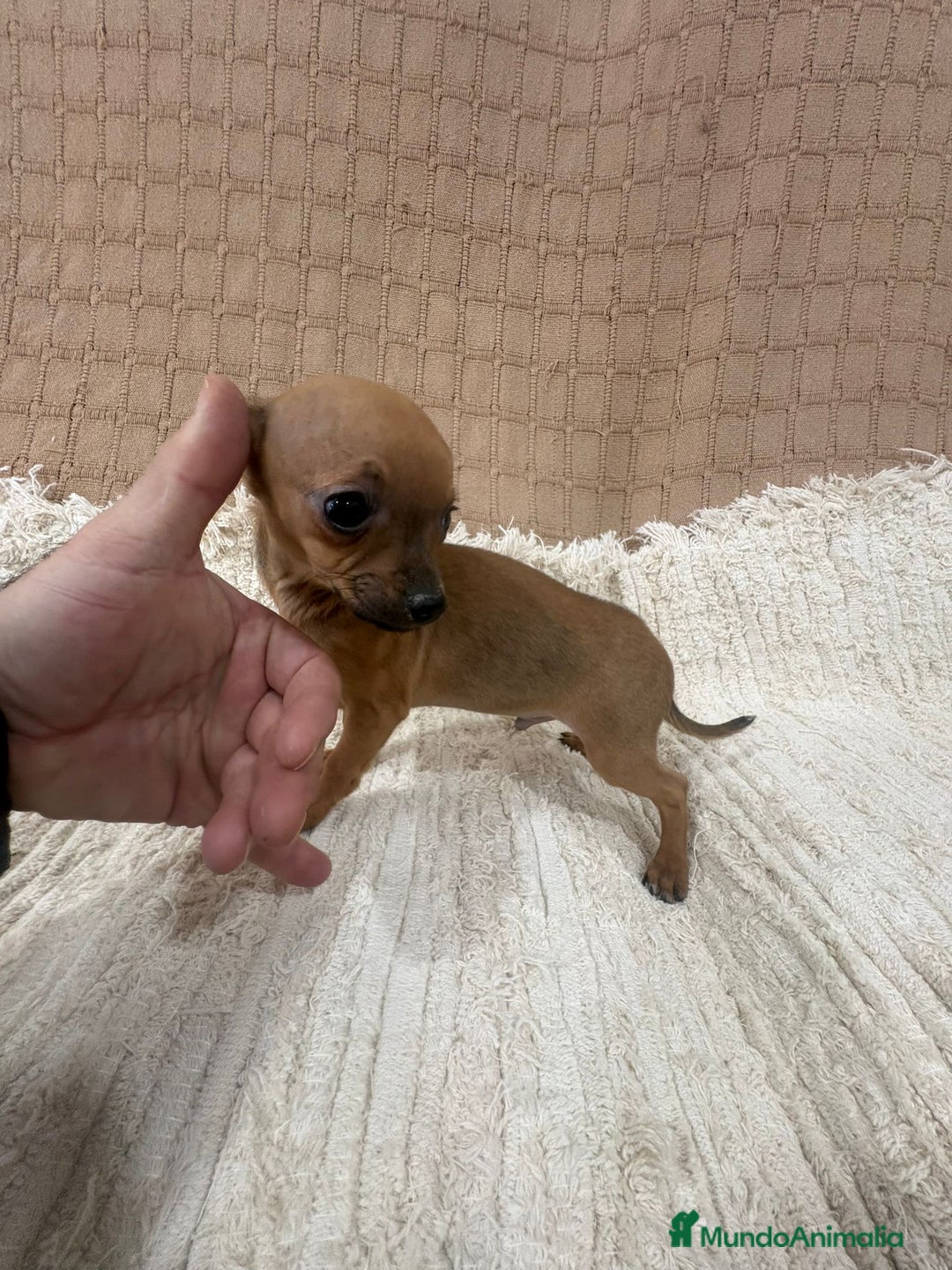 Chihuahua perros en venta: Chihuahua toy  - Anuncio 1
