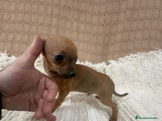 Chihuahua perros Chihuahua toy - Anuncio 5