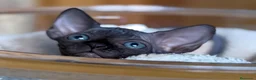 Sphynx gatos en venta: Sphynx pedigree - Anuncio 3