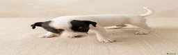 Ratonero Bodeguero Andaluz perros en venta: Disponible Bodeguero Andaluz de calidad  - Anuncio 5