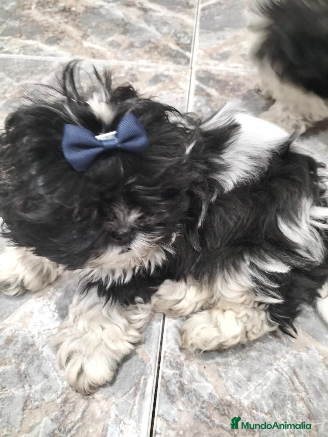 Shih Tzu perros en venta: Shih tzu macho y hembra disponible!! - Anuncio 4