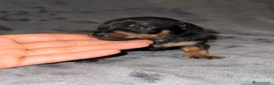 Pinscher Miniatura 4