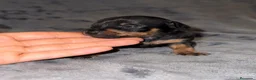Pinscher Miniatura perros en venta: Pinscher miniatura - Anuncio 27