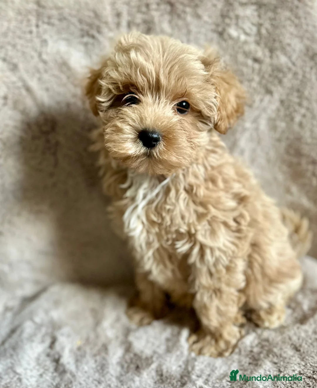 Maltipoo perros en venta: Maltipoo macho  - Anuncio 4