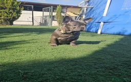 Bulldog Francés perros en venta: Bulldog francés blue  - Imagen 4