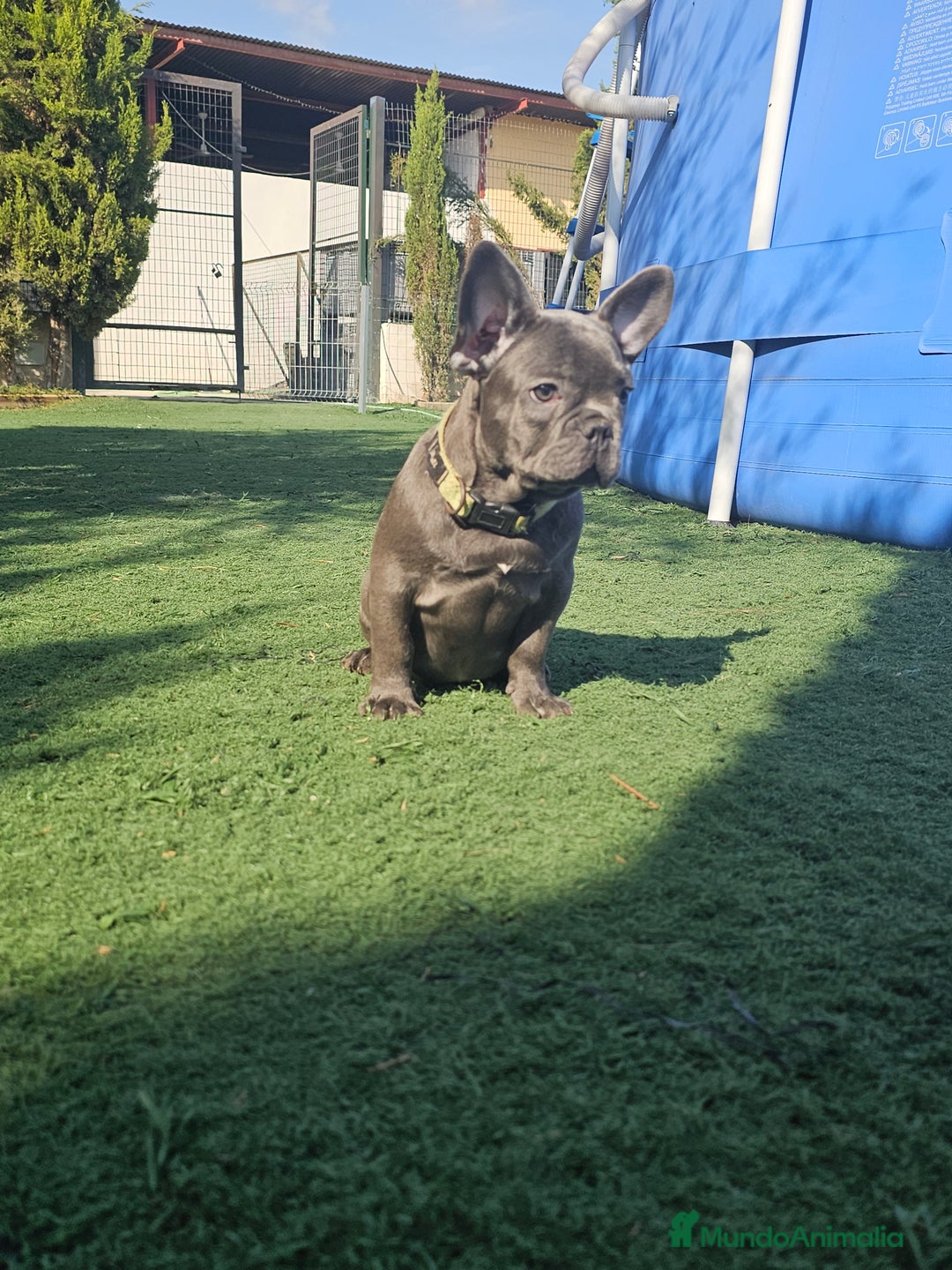 Bulldog Francés perros en venta: Bulldog francés blue  - Imagen 4