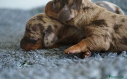 Teckel Miniatura perros en venta: 🐾 Kodat, Byron y Curry – Teckel miniatura 🐾 - Imagen 3