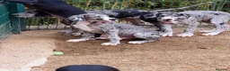 Dogo Alemán perros en venta: Precioso dogo alemán (gran danés) - Anuncio 4