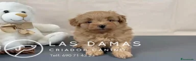 Pomapoo hembra