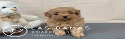 Pomapoo perros en venta: Pomapoo disponibles - Anuncio 2